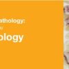 Classic Lectures in Pathology: What You Need to Know: Hematopathology 2019 (Videos)
