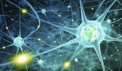 Harvard Neurology for the Non-Neurologist 2022 (Videos)