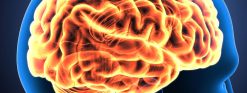 Harvard Neurology for the Non-Neurologist 2023 (Videos)