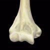 MRIOnline MRI Mastery Series Elbow 2021 (Videos)