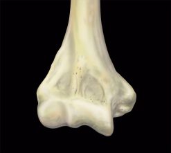 MRIOnline MRI Mastery Series Elbow 2021 (Videos)