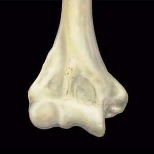 MRIOnline MRI Mastery Series Elbow 2021 (Videos)
