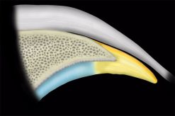 MRIOnline MRI Mastery Series: Hip 2021 (Videos)