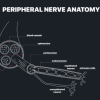 MRIOnline MRI Mastery Series: Nerve Imaging – Entrapment Neuropathy and Tumor Imaging of Nerves 2021 (Videos)
