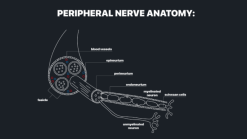 MRIOnline MRI Mastery Series: Nerve Imaging – Entrapment Neuropathy and Tumor Imaging of Nerves 2021 (Videos)