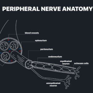 MRIOnline MRI Mastery Series: Nerve Imaging – Entrapment Neuropathy and Tumor Imaging of Nerves 2021 (Videos)