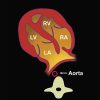 MRIOnline Imaging Mastery Series: Fetal Heart and Great Vessel Evaluation 2021 (Videos)