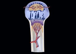 MRIOnline Imaging Mastery Series: Pediatric MSK 2021 (Videos)