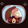 MRIOnline Imaging Mastery Series: Peritoneum and Mesentery 2021 (Videos)
