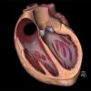MRIOnline Mastery Series: Fundamentals of Cardiac MRI 2021 (Videos)