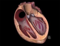 MRIOnline Mastery Series: Fundamentals of Cardiac MRI 2021 (Videos)