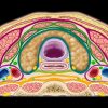 MRIOnline Mastery Series: The Carotid Space 2021 (Videos)