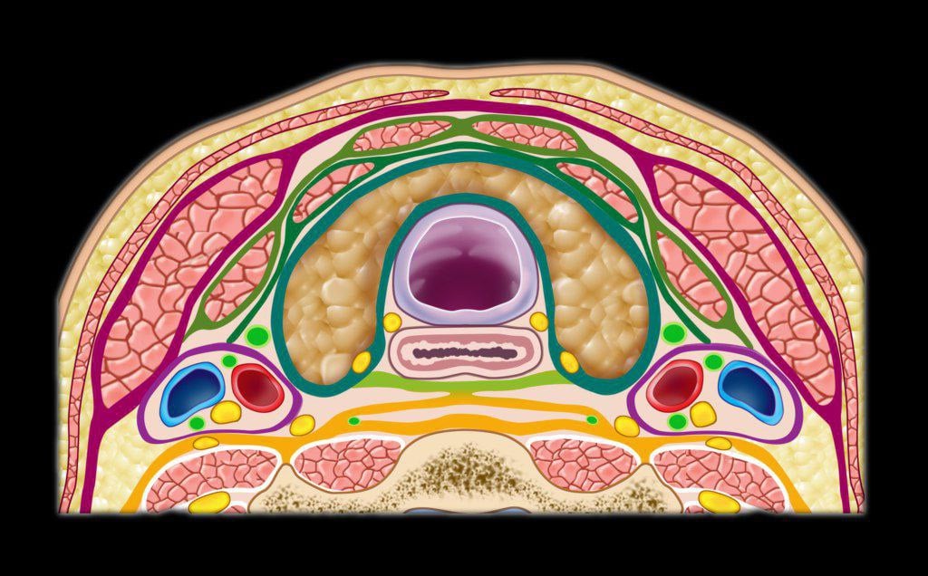 MRIOnline Mastery Series: The Carotid Space 2021 (Videos)