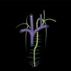 MRIOnline Mastery Series: Brachial Plexus 2022 (Videos)