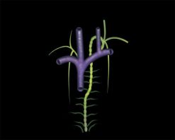 MRIOnline Mastery Series: Brachial Plexus 2022 (Videos)