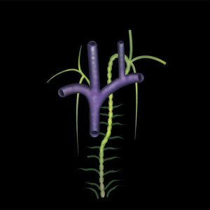 MRIOnline Mastery Series: Brachial Plexus 2022 (Videos)