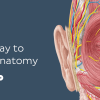 KenHub Human Anatomy 2021 (Videos+Photos)
