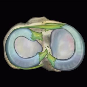 MRIOnline MRI Mastery Series: Knee 2021 (Videos)